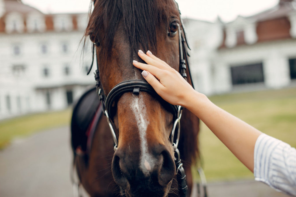 Kupując ubezpieczenie dla konia, trzeba wziąć pod uwagę kilka czynników.
